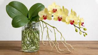 Can Orchids Thrive in Water? 90-Day Hydroponic Results.