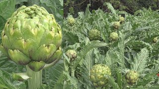 [A BEAUTIFUL FARMING IN USA 2019] HMOOB COG QOOBLOOS UA LAGLUAM AMESKASTEB