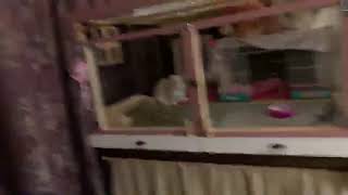 外配信テスト
