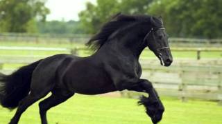 CABALLO ALAZAN LUCERO VICENTE