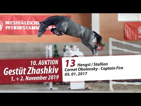 13 Hengst / Stallion v. Cornet Obolensky - Captain Fire