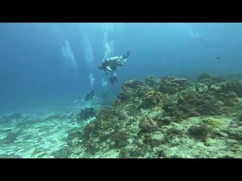 Rock Beauty Fish CZM 5JAN2026