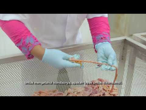 Proses Produksi daging ayam yang Aman, Sehat Utuh dan Halal