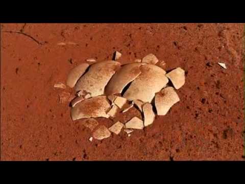 La Mega Faune Australienne►l'histoire inscrite dans la pierre►{Documentaire Paléontologie}