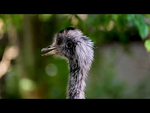 Bird Nandu Ratite Wildlife