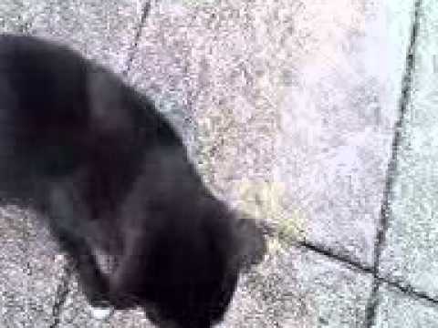 Sylvester gets an Iguana