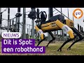 Deze robothond kan de oplossing zijn voor personeelstekort