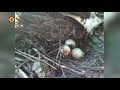 Marco laat zien waar hij de vergiftigde vogels heeft gevonden.