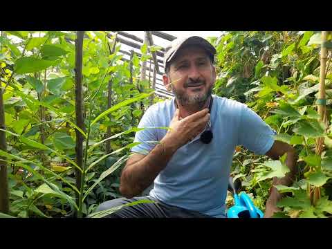 Ghimbir plantat in solar