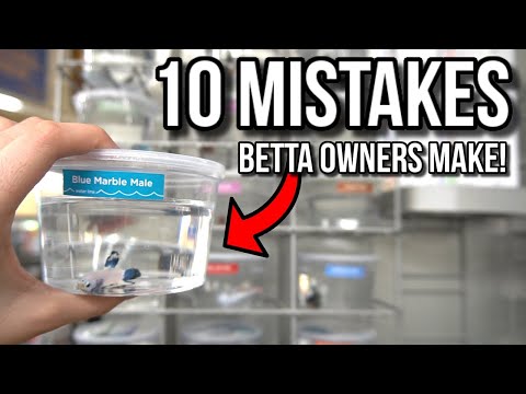 10 MISTAKES Betta Fish Owners Make!