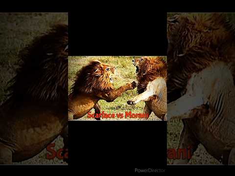 Scarface vs Morani #lionking #lionfight #bigcats #shorts #wildlife #nature #lions #animals #africa