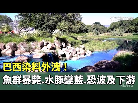 巴西染料外洩！　魚群暴斃.水豚變藍　恐波及下游
