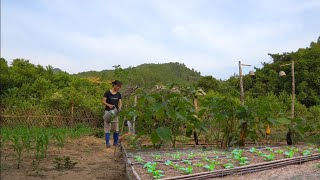 Rebuild bamboo vegetable beds. Growing vegetables, kohlrabi, cauliflower. Corn growing process