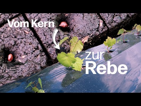 Rebenzüchtung mit Valentin Blattner – Wie aus einem Traubenkern eine neue Rebsorte entsteht