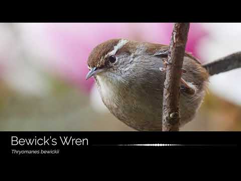 Oriešok záhradný (Thryomanes bewickii) — spev a hlas v prírode