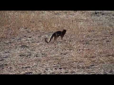 Djuma: Slender Mongoose pair - 07/11/19