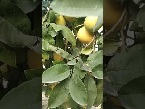 Unlocking the Secrets of Grapefruit: Health Benefits, Tips, and More!