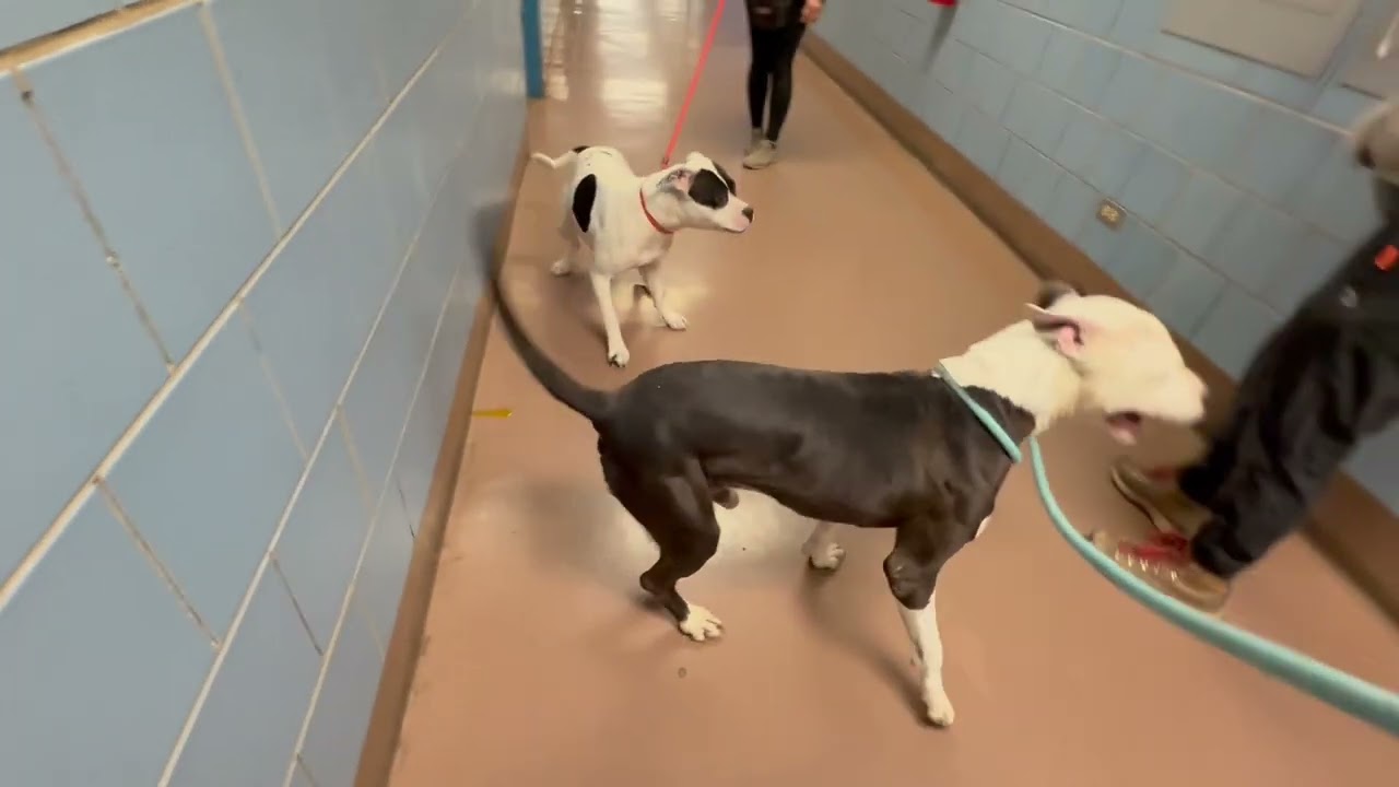 Wonder Bread, a ADOPTABLE Pit Bull Terrier in Chicago, IL video 5/5