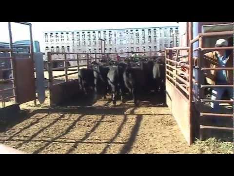 [Archived Video] Where Beef Comes From: Shipping