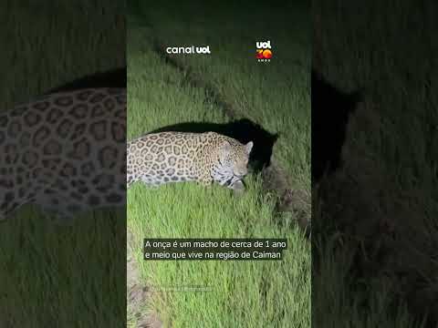 Onça-pintada aparece a poucos metros de carro durante safári no Pantanal