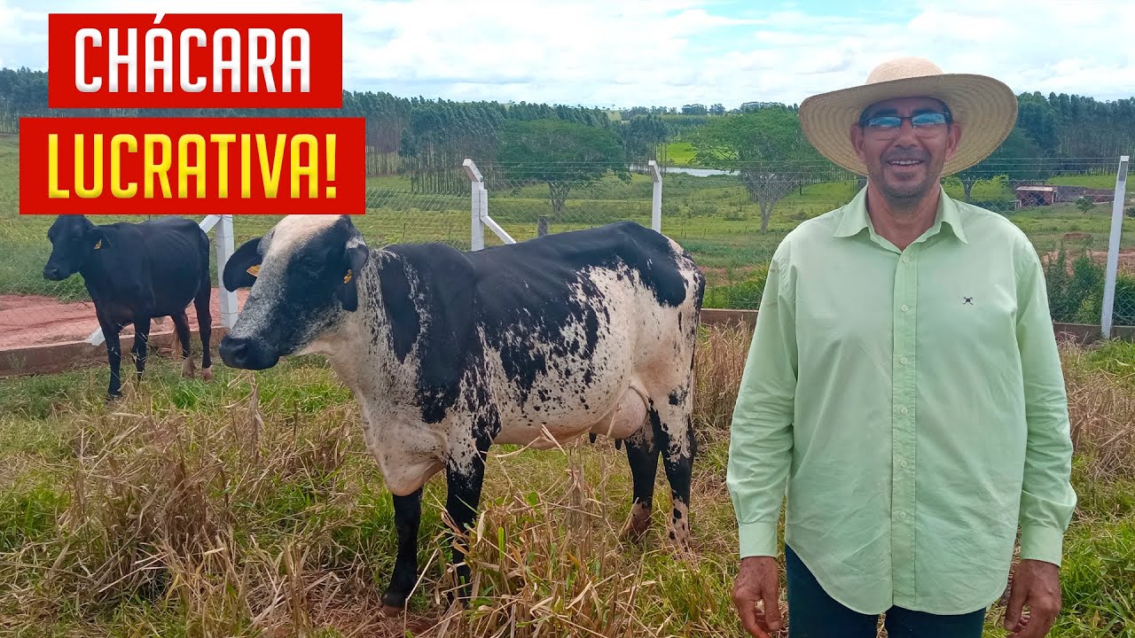 Como GANHAR Dinheiro com LEITE em 1000m²?! Expectativa e Realidade.