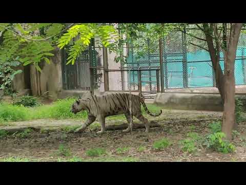 Hirak,Bade Papa & White Tiger