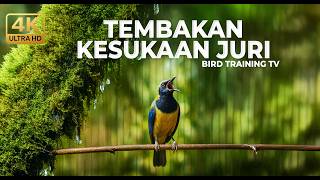 Download lagu 🔴 Live Cucak Cungkok Super Gacor Materi Mewah Kekinian 2026 Kesukaan Juri mp3