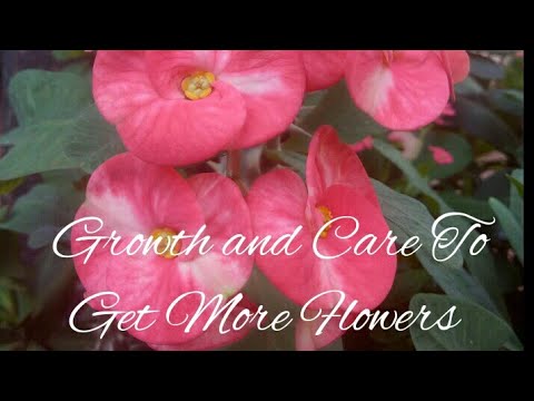 , title : 'How to grow and care Crown Of Thorns plant /Euphorbia Milli Plant #shorts'