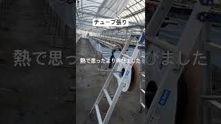 点滴チューブを張る #いちご #農業 #農協