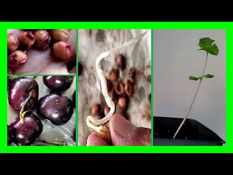 How to Grow Cherry Tree from Seeds | Fast Paper Towel Germination