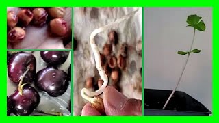 How To Grow Cherry Tree From Cherry Seeds: Germinate Cherry Seeds Fast in Paper Towel