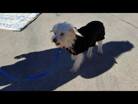 Phoebe, an adopted Poodle Mix in Pflugerville, TX_image-1