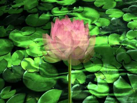 blooming lotus 2