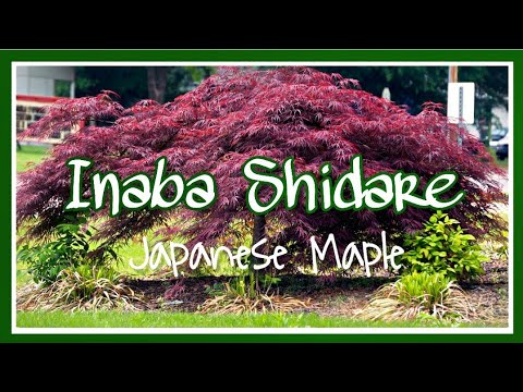 , title : 'Plant Spotlight: Inaba Shidare || Planting a Japanese Maple 🍁|| Kreatyve Laydiiee'