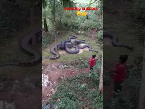fight of Python vs crocodile😯 #shorts #shortsfeed #pithon #snake #music #crocodile #bigsnake #viral
