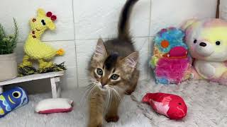 ソマリの動画01