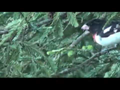 Rose breasted Grosbeak