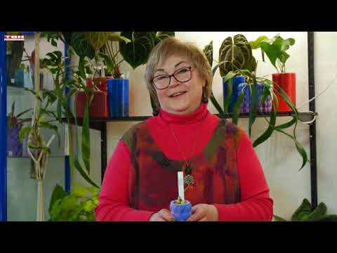 Вперед, товарищи! На дачу! Выпуск от 02.06.26