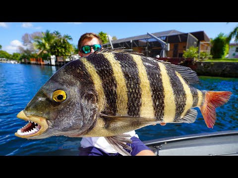 The BARNACLE Eating Fish… Big Sheepshead- Catch Clean Cook