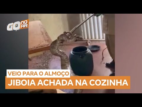 Cobra de 2 metros é encontrada em cozinha durante mudança em Quirinópolis (GO)