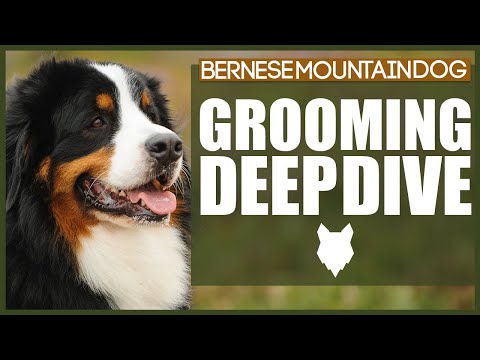 image-How many coats do Bernese mountain dogs have?