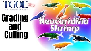 Neocardina Shrimp:Grading and Culling