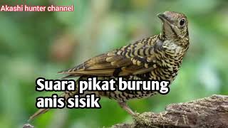Download lagu Suara pikat burung anis sisik mp3 mp3
