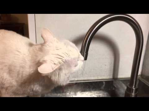My cat won't drink water from her water bowl