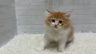 サイベリアンの動画01