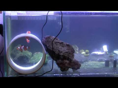 Happy clownfish couple but where are the babies ?