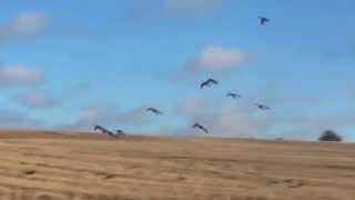 Decoying Pink Footed Geese In Scotland 2015