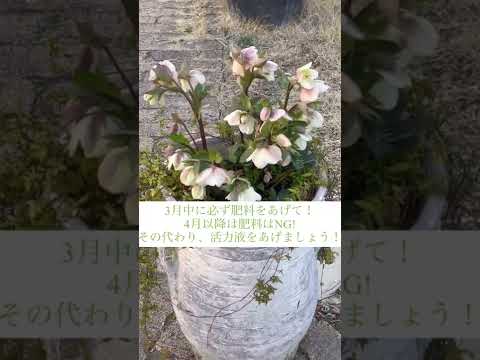 クリスマスローズの世話