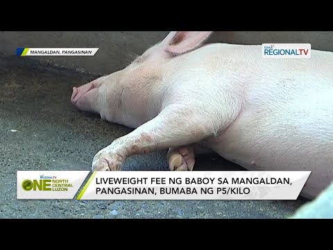 One North Central Luzon: Liveweight fee ng baboy sa Mangaldan, Pangasinan, bumaba ng P5/kilo