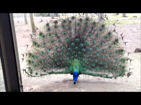 Peacock Gets Angry